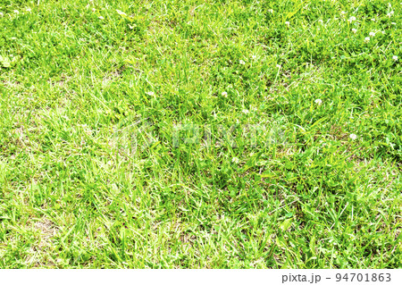 芝生 芝生 94701863
