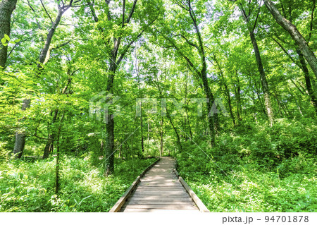 森林浴 ハイキング 94701878