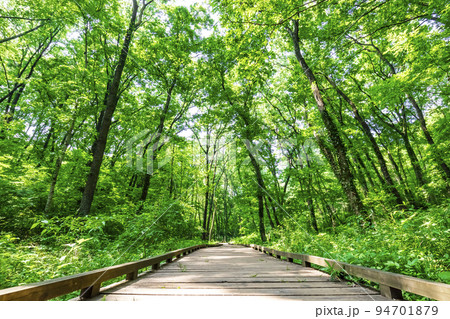 森林浴 ハイキング 94701879