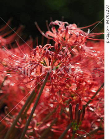 ヒガンバナ(リコリス) 94702207