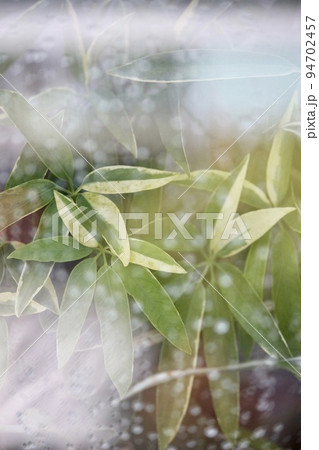 雨の日の窓越しの観葉植物 94702457
