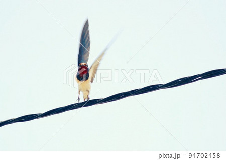 電線から飛び立つツバメ 94702458