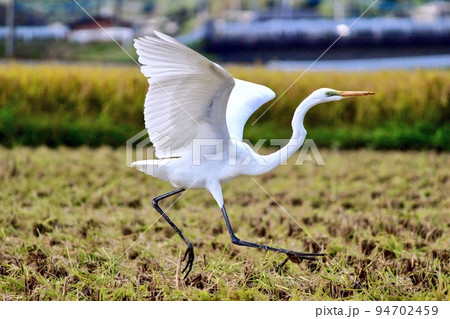田んぼで踊るサギ 94702459