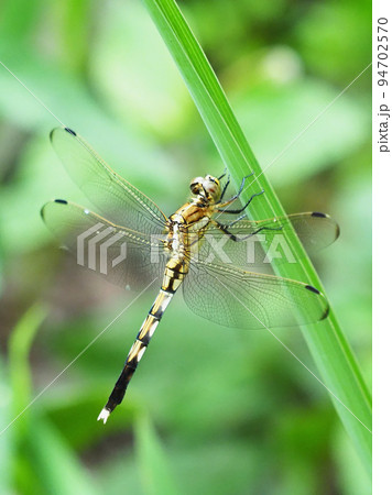 ムギワラトンボ ムギワラトンボ 94702570