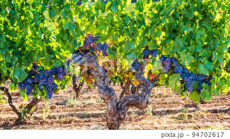 Cannonau grape. Bunches of ripe grapes among the branches of an old vine stock. Agriculture. Cannonau grape. Bunches of ripe grapes among the branches of an old vine stock. Agriculture. 94702617