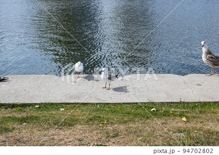 Seagulls on the concrete parapet of the embankment Seagulls on the concrete parapet of the embankment 94702802