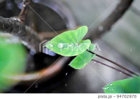Coffee Cups, Elephant Ear or Colocasia esculenta or Colocasia and rain drop Coffee Cups, Elephant Ear or Colocasia esculenta or Colocasia and rain drop 94702970