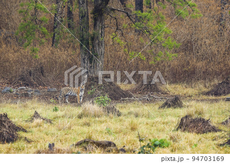 wild bengal female tiger or panthera tigris tigris on prowl in morning for territory marking in natural scenic background at kanha national park forest or tiger reserve madhya pradesh india asia 94703169