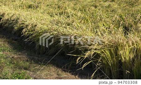農業イメージ（稲作：秋） 94703308