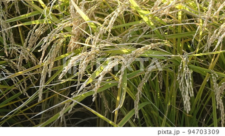 農業イメージ（稲作：秋） 94703309