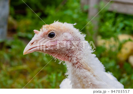 Turkey cubs. Little turkeys. Feeding and caring for birds. Turkey cubs. Little turkeys. Feeding and caring for birds. 94703557