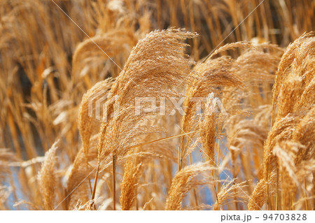 ヨシの穂 94703828