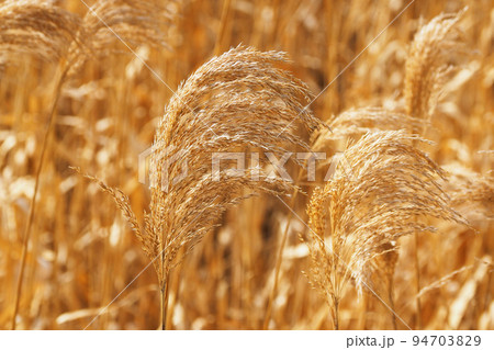 ヨシの穂 94703829