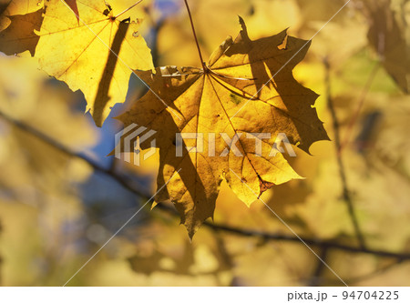 Branches with autumn yellowed sunlit maple leaves in forest 94704225