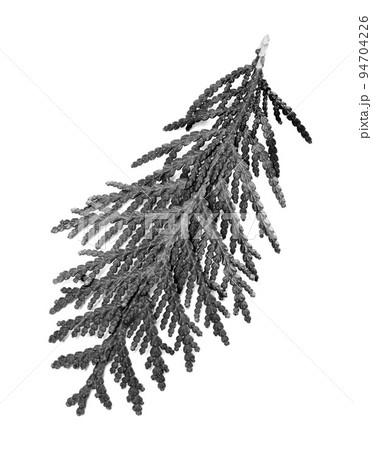 Black and white thuja branch on white 94704226