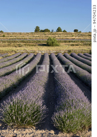 A lavender field in bloom on a sunny day A lavender field in bloom on a sunny day 94704233