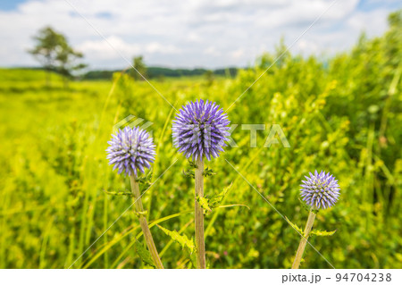 大分県　タデ原湿原に咲くヒゴタイ 94704238