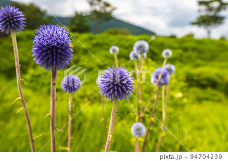 大分県　タデ原湿原に咲くヒゴタイ 94704239