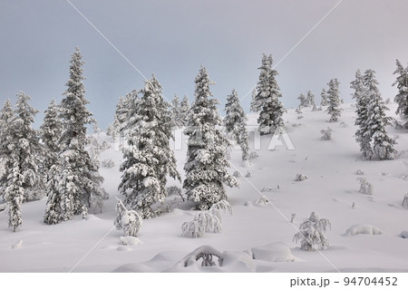 Winter Snowy Landscape, Northern Finland Winter Snowy Landscape, Northern Finland 94704452