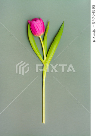 Lonely pink tulip with green leaves on a solid dark background. Copy space. Vertical view Lonely pink tulip with green leaves on a solid dark background. Copy space. Vertical view 94704998