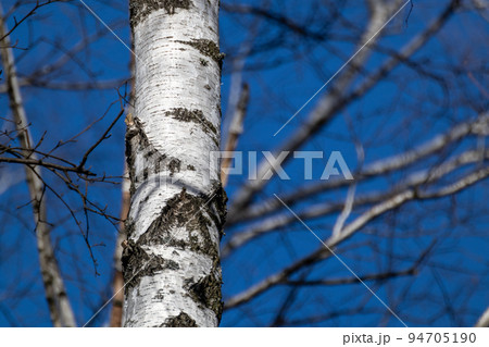 Birch trees forest, no leaves on blue sunny sky Birch trees forest, no leaves on blue sunny sky 94705190