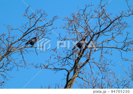 Crow birds sitting on bare tree branch on blue sky Crow birds sitting on bare tree branch on blue sky 94705230