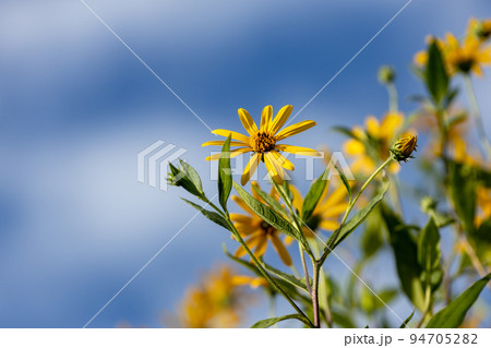 夏のひまわりの黄色い花が終わり　秋は天然のインシュリンを含む青空に届きそうな菊芋の黄色い花 94705282