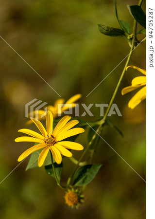 夏のひまわりの黄色い花が終わり 秋は天然のインシュリンを含む青空に届きそうな菊芋の黄色い花 夏のひまわりの黄色い花が終わり 秋は天然のインシュリンを含む青空に届きそうな菊芋の黄色い花 94705287