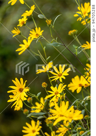 夏のひまわりの黄色い花が終わり 秋は天然のインシュリンを含む青空に届きそうな菊芋の黄色い花 夏のひまわりの黄色い花が終わり 秋は天然のインシュリンを含む青空に届きそうな菊芋の黄色い花 94705288