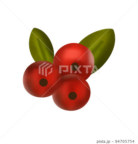 Christmas berry 3d vector floral holy berry red plant.  94705754