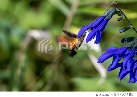 花の蜜を必死に吸うスカシバ蛾 花の蜜を必死に吸うスカシバ蛾 94707486