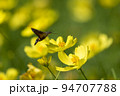 黄色いコスモスの蜜を吸うホウジャク 94707788