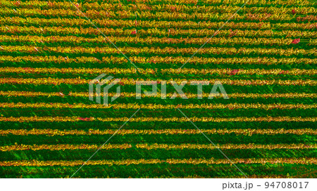 Aerial drone view of wineyards fields from the top. Drone Aerial View Concept. 94708017