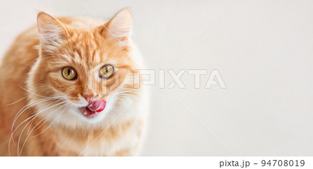 Curious ginger cat siting on window sill and licked. Fluffy pet with funny hungry expression on face. Horizontal background with copy space. 94708019