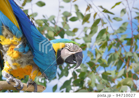 ルリコンゴウインコ ルリコンゴウインコ 94710027