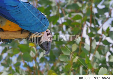ルリコンゴウインコ ルリコンゴウインコ 94710028