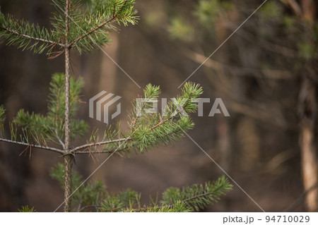 Botanica Botanica 94710029