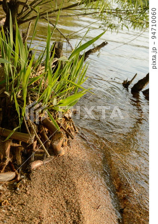the young shoots of reeds near the old stubble of dead plants on the lake on the sandy beach, in the background a young willow near the snags of an old tre 94710060