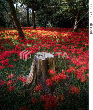 千葉県八千代市 彼岸花咲き誇る村上緑地公園 千葉県八千代市 彼岸花咲き誇る村上緑地公園 94710355