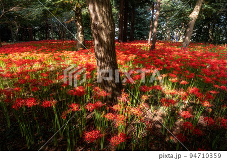 千葉県八千代市 彼岸花咲き誇る村上緑地公園 千葉県八千代市 彼岸花咲き誇る村上緑地公園 94710359