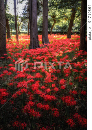 千葉県八千代市　彼岸花咲き誇る村上緑地公園 94710364