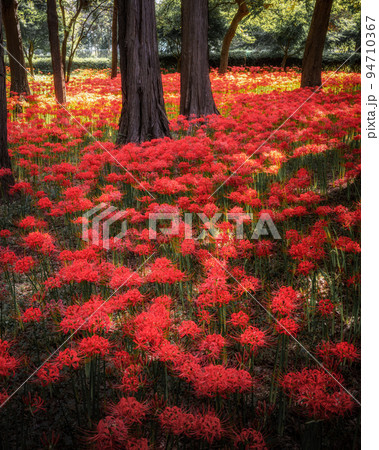千葉県八千代市　彼岸花咲き誇る村上緑地公園 94710367