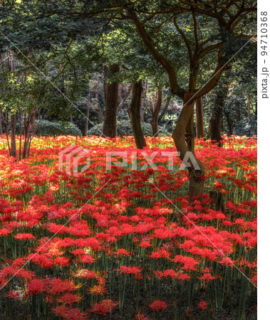 千葉県八千代市 彼岸花咲き誇る村上緑地公園 千葉県八千代市 彼岸花咲き誇る村上緑地公園 94710368