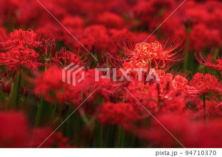 千葉県八千代市 彼岸花咲き誇る村上緑地公園 千葉県八千代市 彼岸花咲き誇る村上緑地公園 94710370