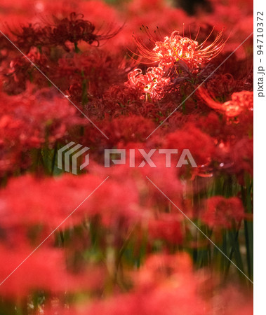 千葉県八千代市 彼岸花咲き誇る村上緑地公園 千葉県八千代市 彼岸花咲き誇る村上緑地公園 94710372