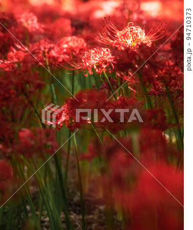 千葉県八千代市 彼岸花咲き誇る村上緑地公園 千葉県八千代市 彼岸花咲き誇る村上緑地公園 94710373
