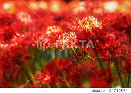 千葉県八千代市　彼岸花咲き誇る村上緑地公園 94710374