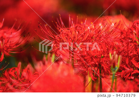 千葉県八千代市 彼岸花咲き誇る村上緑地公園 千葉県八千代市 彼岸花咲き誇る村上緑地公園 94710379