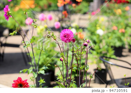 ダリアの花 94710591