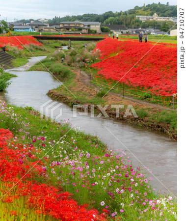 茨城県常陸大宮市　源氏川の満開の彼岸花 94710707